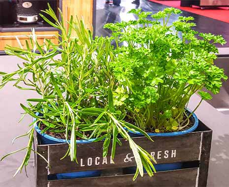 More Herbs, Less Salt Day - Kräuter-statt-Salz-Tag in den USA. Kuriose Feiertage - 29. August © 2020 Sven Giese