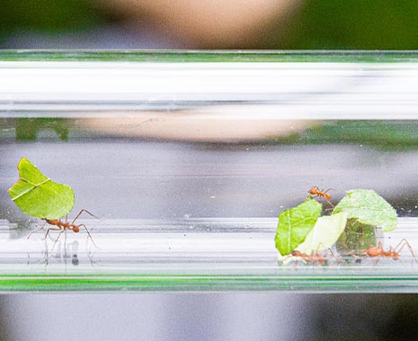 National Work like a Dog Day - der US-amerikanische Tag des Abrackerns Day. Kuriose Feiertage - 5. August © 2020 Sven Giese