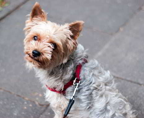 National Dog Day - Tag des Hundes in den USA. Kuriose Feiertage - 26. August © 2019 Sven Giese