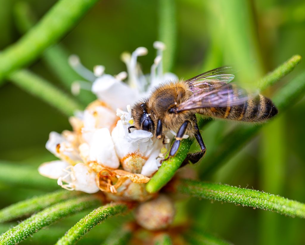 Eine Honigbiene sitzt auf einer weißen Blüte und saugt Nektar. Die Biene ist seitlich fotografiert, und ihre Flügel und der Körper sind detailliert zu sehen.