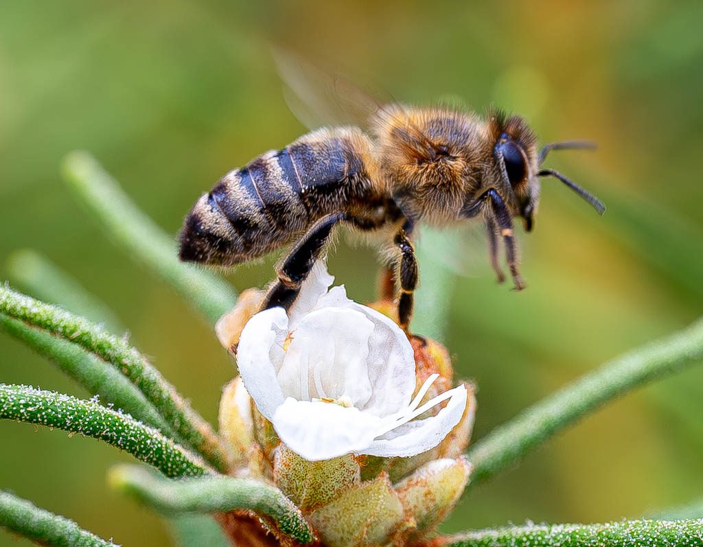 Eine Honigbiene in der Luft, die gerade von einer weißen Blüte abhebt. Die Flügel der Biene sind in Bewegung und leicht verschwommen, was die Flugbewegung einfängt.