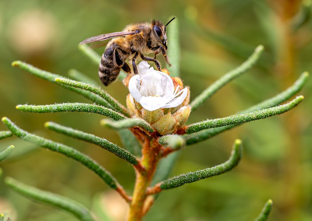 Eine Honigbiene steht auf einer geöffneten weißen Blüte, umgeben von grünen Blättern. Die Biene ist vollständig auf die Blüte fokussiert, während der Hintergrund verschwommen ist.