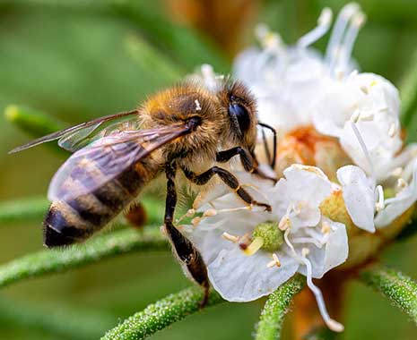 tag der honigbiene usa kuriose feiertage 2024 sven giese featued