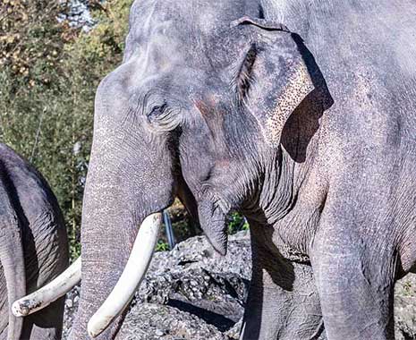 welttag des elefanten kuriose feiertage 2024 sven giese featured