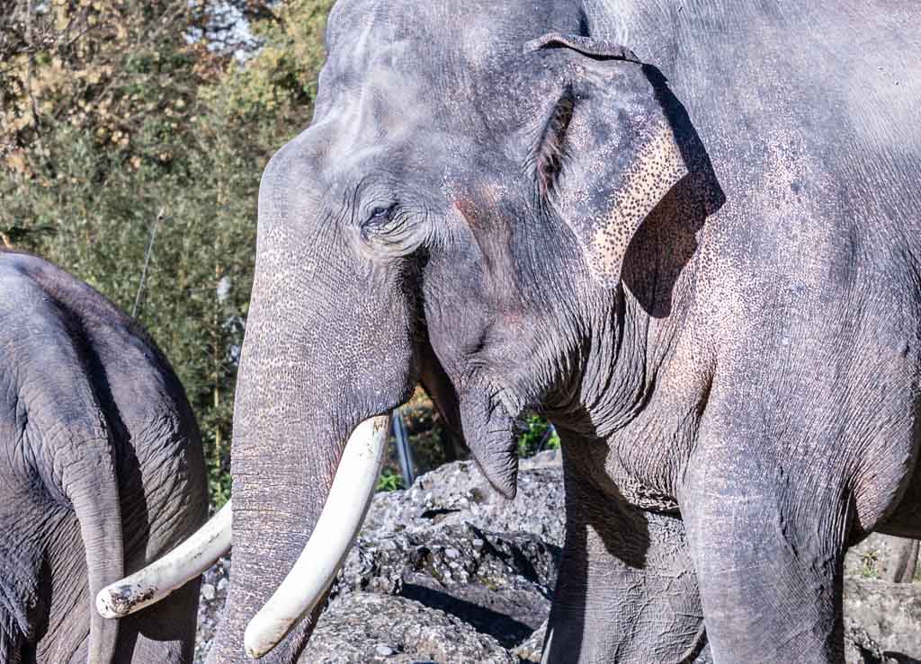 World Elephant Day – Welttag des Elefanten. Kuriose Feiertage - 12. August © 2024 Sven Giese – Bild 2 Nahaufnahme eines asiatischen Elefanten mit großen Stoßzähnen.
