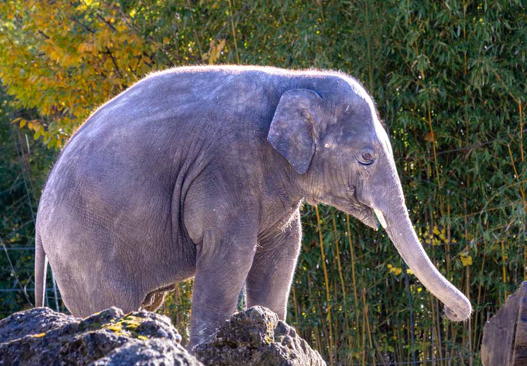 World Elephant Day – Welttag des Elefanten. Kuriose Feiertage - 12. August © 2024 Sven Giese – Bild 3 Ein junges Elefantenkalb steht auf einem Felsen im Zoo, umgeben von Bäumen.