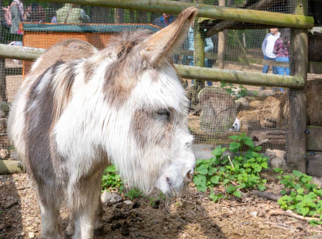 National Mule Appreciation Day – Ehrentag des Maultiers oder Muli-Tag in den USA. Kuriose Feiertage 26. Oktober © 2022 Sven Giese – Bild 3 Grau-weißer Esel mit langer, zotteliger Mähne in einem Gehege, im Hintergrund Holzzaun und grüne Pflanzen.