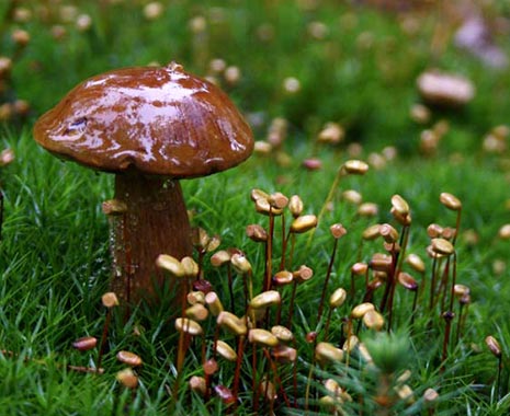 National Mushroom Day - Tag der Pilze in den USA. Kuriose Feiertage 15. Oktober © 2019 Jessica Eickmann