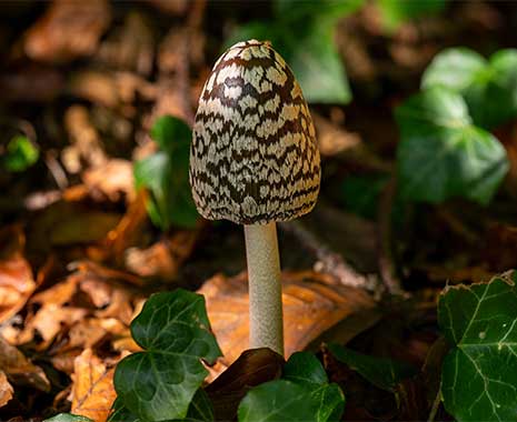national mushroom day usa kuriose feiertage 2026 sven giese featured