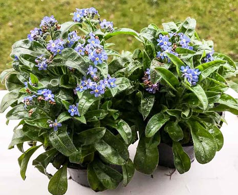 National Forget-Me-Not Day - Vergissmeinnicht-Tag in den USA. Kuriose Feiertage - 10. November © 2019 Dietmar Giese