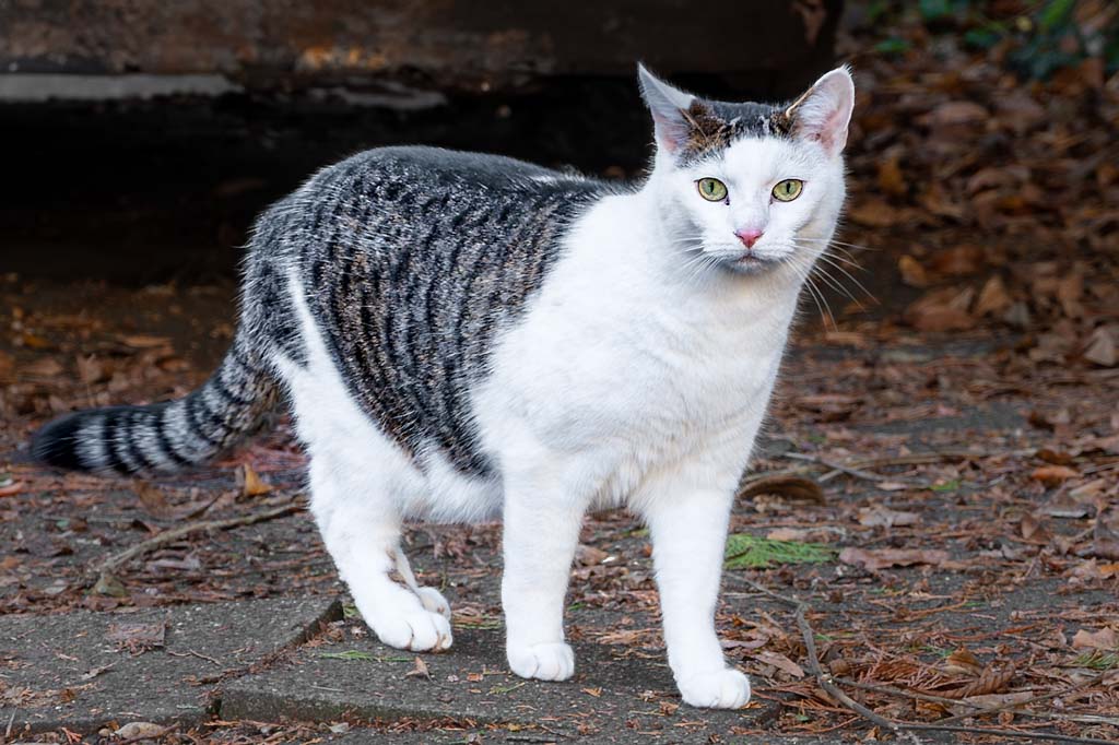 Katze mit grau-weißem Fell in Umgebung mit Herbstlaub schaut direkt in die Kamera.