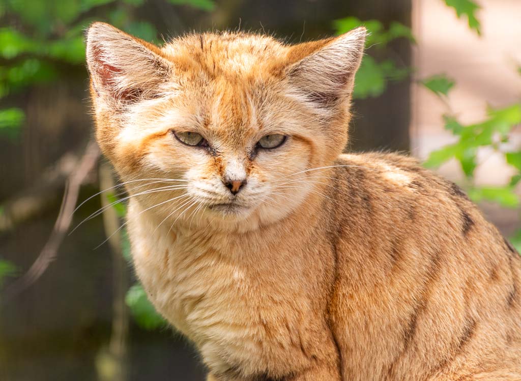 Porträtaufnahme einer mürrisch dreinschauenden Sandkatze, die in die Kamera schaut.