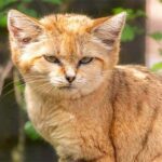 beantworte die fragen deiner katze tag in den usa 2024 sven giese featured