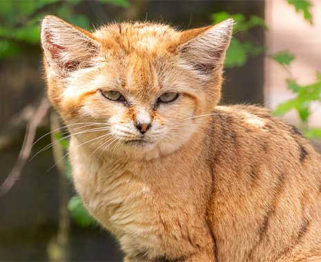 beantworte die fragen deiner katze tag in den usa 2024 sven giese featured