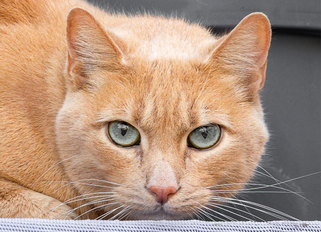Frontale Nahaufnahme einer hellroten Katze mit grünen Augen, wachsam über Stoffrand liegend.
