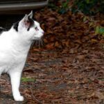 katzen neujahr 2024 sven giese featured