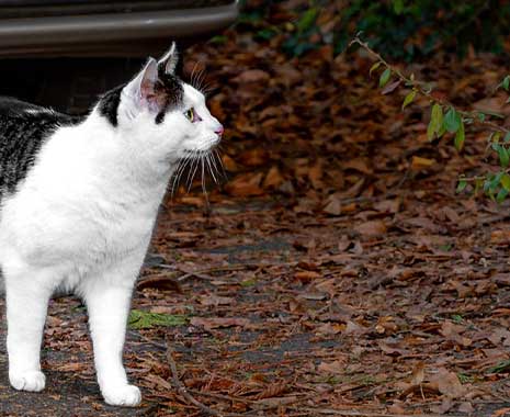 katzen neujahr 2024 sven giese featured