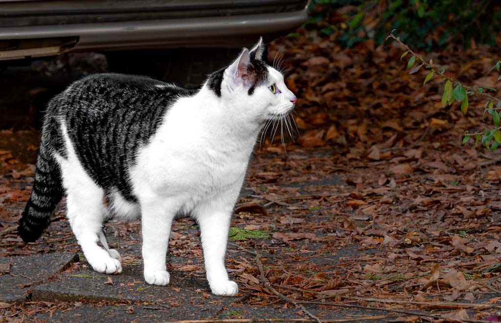 Schwarz-weiße Katze steht auf einem Weg, umgeben von Herbstlaub, und schaut aufmerksam nach rechts.