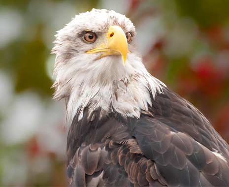 save the eagles day usa kuriose feiertage 2025 sven giese featured