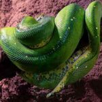national snake day usa 2024 sven giese featured