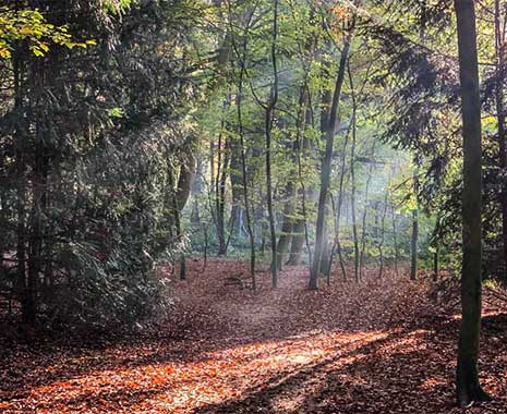 internationaler tag des waldes 2024 sven giese featured