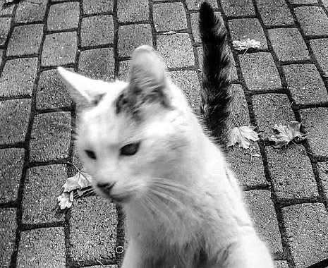 Respect Your Cat Day - Respektiere-Deine-Katze-Tag in den USA. Kuriose Feiertage - 28. März © 2019 Sven Giese