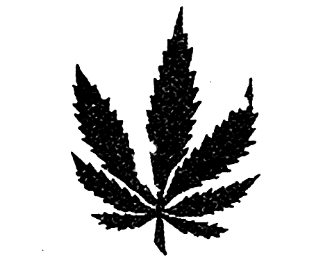 420 – Cannabis-Tag oder National Pot Smokers Day in den USA. Kuriose Feiertage - 20. April © 2019 Sven Giese