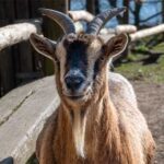 national farm animals day usa kuriose feiertage 2026 sven giese featured