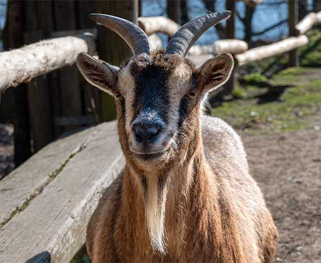 national farm animals day usa kuriose feiertage 2026 sven giese featured