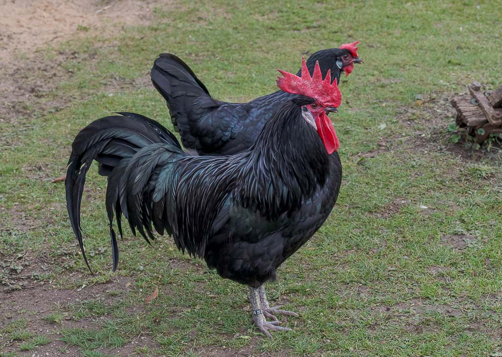Schwarzer Hahn mit rotem Kamm steht wachsam auf Wiese, dahinter eine schwarze Henne.