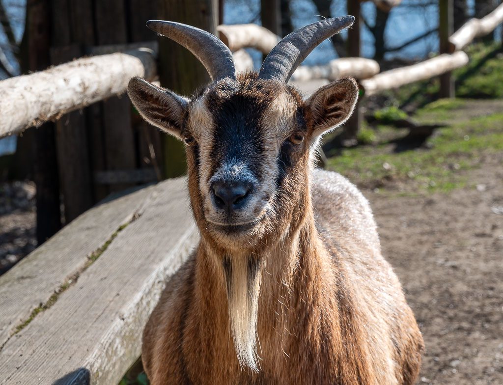 Braune Ziege mit gebogenen Hörnern blickt frontal in die Kamera am Gehegezaun.