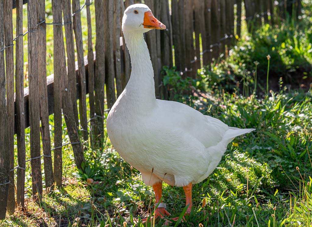 Weiße Gans mit orangem Schnabel steht im Gras vor Holzzaun im hellen Sonnenlicht.
