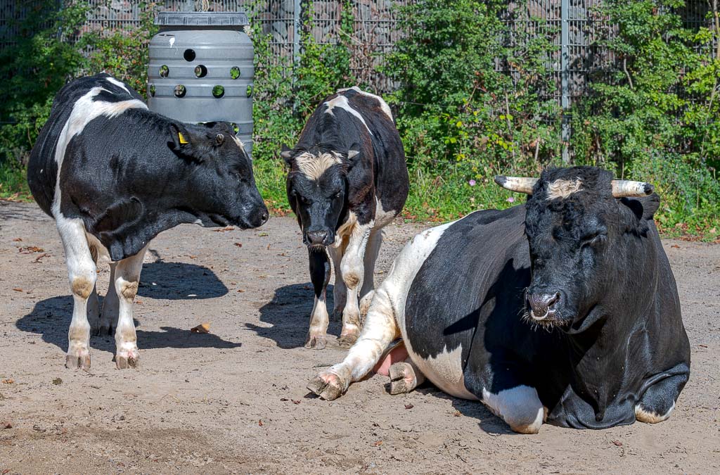 Drei schwarzweiße Rinder ruhen und stehen auf sandigem Hof vor dichtem Grün.