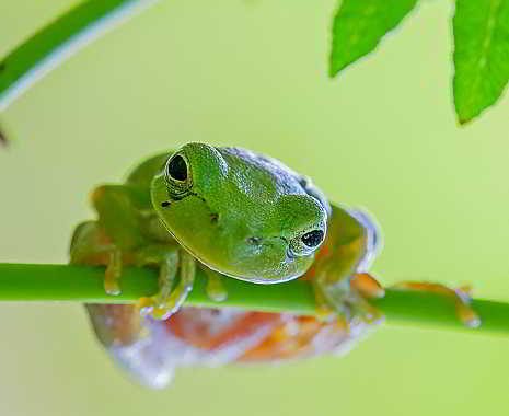 Save The Frogs Day - Rettet die Frösche-Tag. Kuriose Feiertage - letzter Samstag im April © 2019 Thomas Huntke