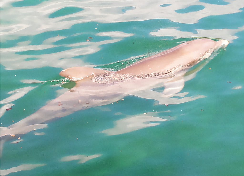 Delfin gleitet knapp unter der Wasseroberfläche durch türkisgrünes Meer; sanfte Wellen glitzern.