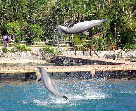 National Dolphin Day - Tag der Delfine in den USA. Kuriose Feiertage - 14. April © 2019 Familie Giese