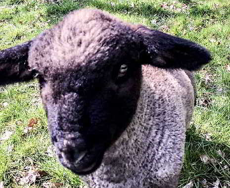 National Farm Animals Day - Tag der Nutztiere in den USA. Kuriose Feiertage - 10. April (c) 2019 Sven Giese