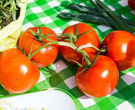 National Fresh Tomato Day - Tag der frischen Tomaten in den USA. Kuriose Feiertage - 6. April © 2019 Sven Giese