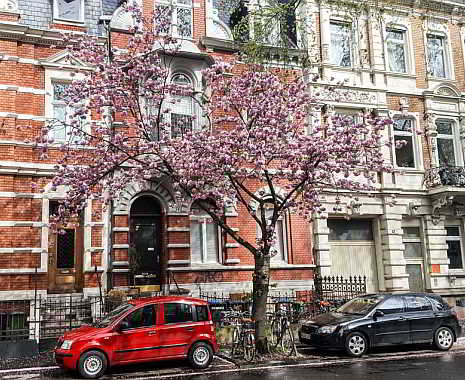 Tag des Baumes in Deutschland. Kuriose Feiertage - 25. April © 2019 Sven Giese