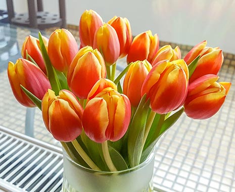 National Tulip Day - Tag der Tulpen in den USA. Kuriose Feiertage - 13. Mai © 2019 Sven Giese