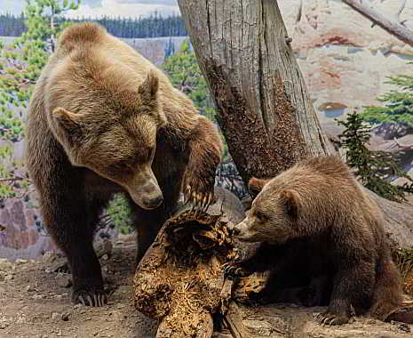 Tag des Problembären oder der Bärengedenktag in Deutschland. Kuriose Feiertage - 26. Juni © 2019 Sven Giese