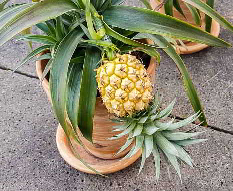 International Pineapple Day - Internationaler Tag der Ananas. Kuriose Feiertage - 27. Juni © 2019 Sven Giese