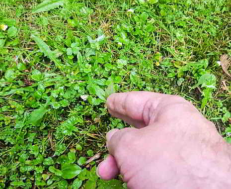 National Weed Your Garden Day - der US-amerikanische Jäte-deinen-Garten-Tag. Kuriose Feiertage - 13. Juni © 2019 Sven Giese