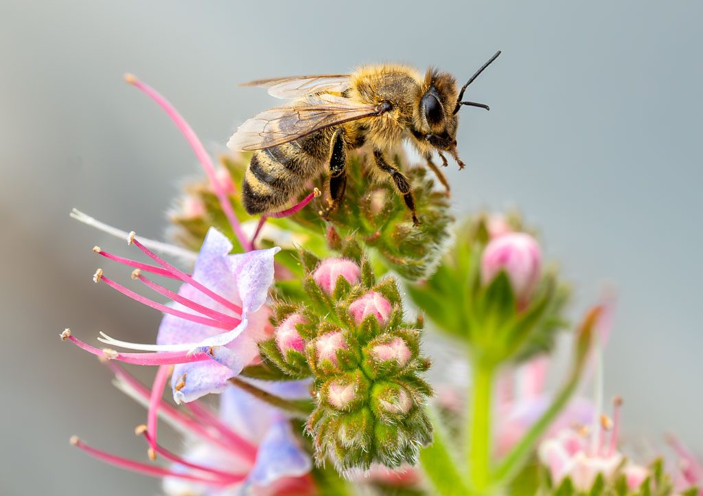 Honigbiene sitzt auf einer blühenden Pflanze mit lila und pinkfarbenen Blüten.