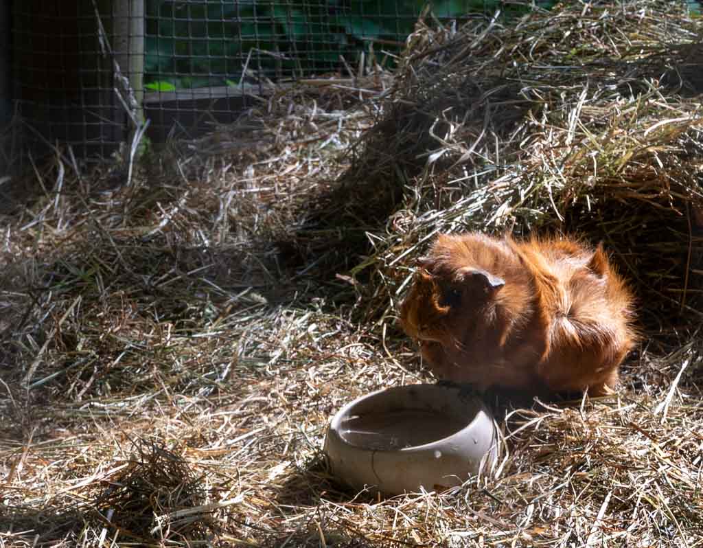 Braunes Meerschweinchen sitzt auf Heu neben einem Wassernapf.