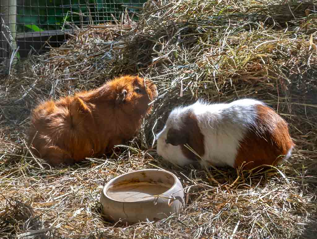 Guinea Pig Appreciation Day – Ehrentag der Meerschweinchen in Kanada. Kuriose Feiertage - 16. Juli © 2024 Sven Giese – Bild 2 Zwei Meerschweinchen, eines braun, eines weiß-braun, im Heugehege.