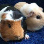 Guinea Pig Appreciation Day - Ehrentag der Meerschweinchen in Kanada. Kuriose Feiertage - 16. Juli © 2019 Sven Giese
