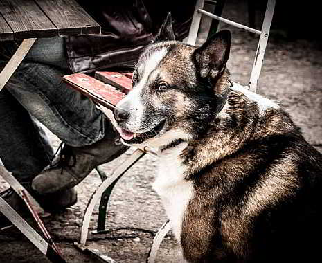 National Mutt Day - Tag des Mischlingshundes in den USA. Kuriose Feiertage - 31. Juli © 2019 Sven Giese