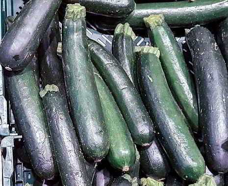 Sneak Some Zucchini Onto Your Neighbor's Porch Night - Schmuggel-ein-paar-Zucchini-auf-die-Terrasse-Deiner-Nachbarn-Nacht. Kuriose Feiertage - 8. August © 2019 Sven Giese