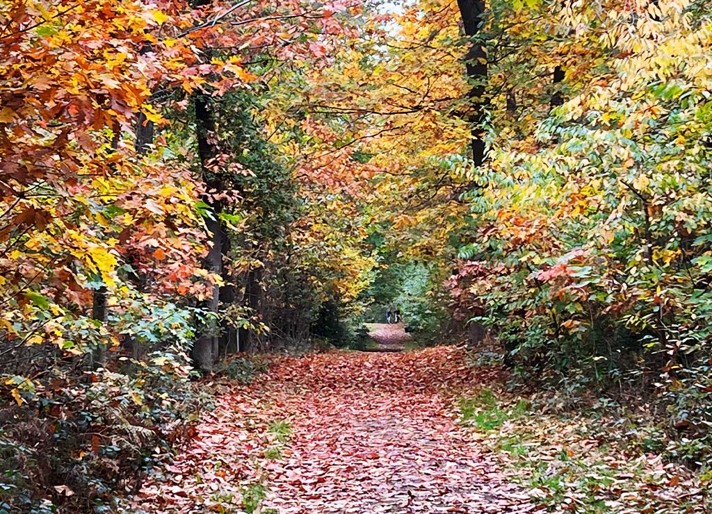 Ein schmaler Weg führt durch einen herbstlich gefärbten Wald mit roten und orangefarbenen Blättern, die den Boden bedecken.